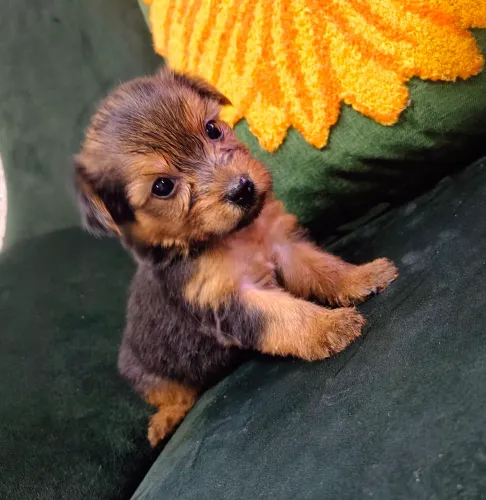 Vende-se Yorkshire Terrier