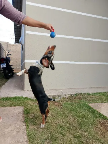 Basset com todas as vacinas 5 meses