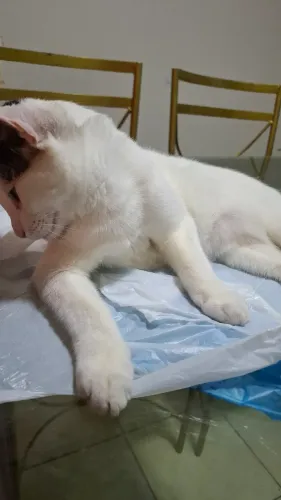 Gatinho para adoção RESPONSÁVEL!!!!
