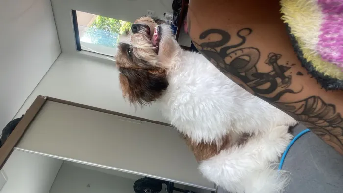 Shitzu para cobertura (cruzar)