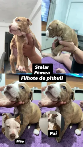 Filhote de pitbull  