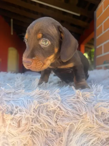 Dachshund macho chocolate 