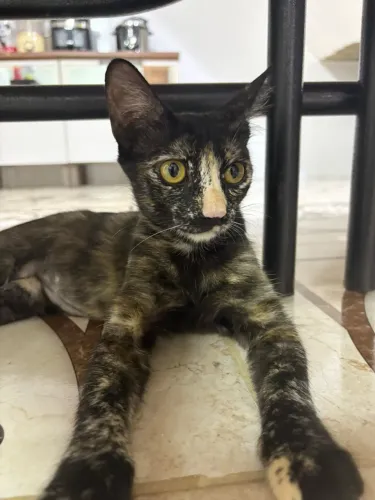 Gatinha para adoção