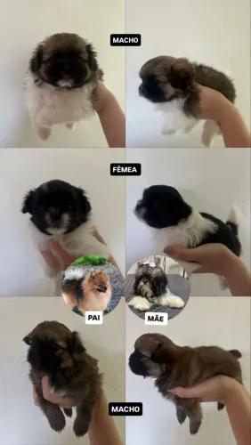 Pet 