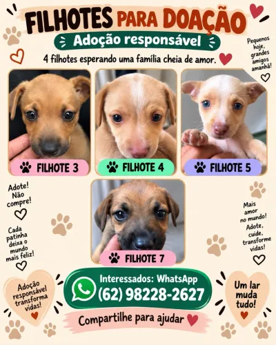 FILHOTES PARA ADOÇÃO, são machos
