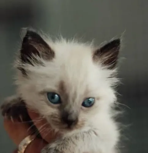 Gatinhos angoras peludos