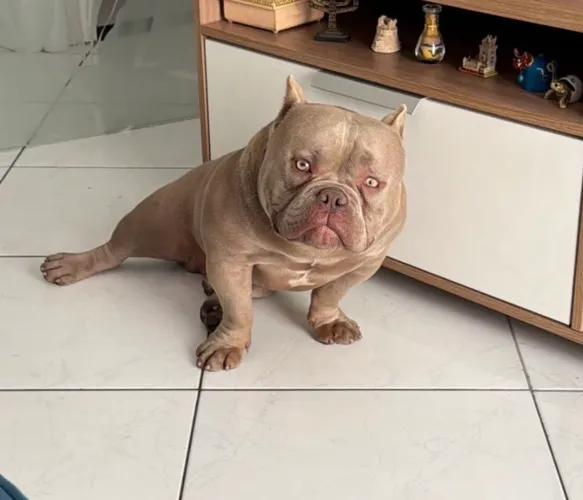 Exótic Bully
