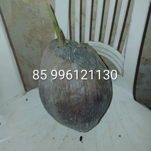 Muda de coqueiro só 10 no whatsapp