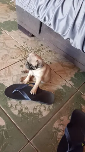 Venda filhote Pug macho 53 dias