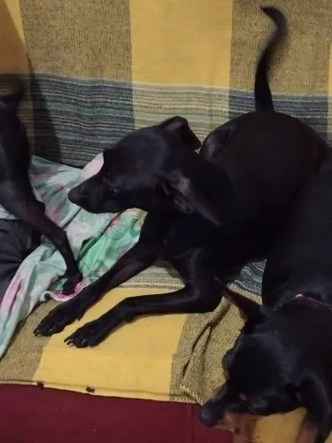 2 pincher pra doação,macho castrado,3 anos dócil.o outro tem 2 anos macho castrado.