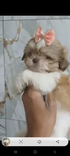 Shitzu  fêmeas e machos disponíveis 