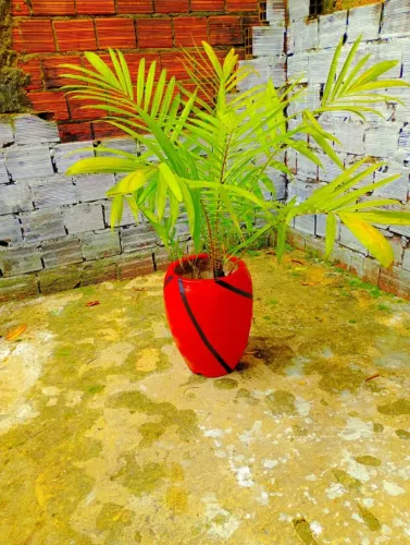 Vaso luxo com palmeira