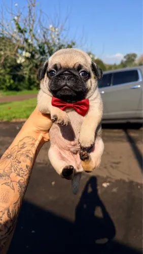 Pug macho disponível para venda