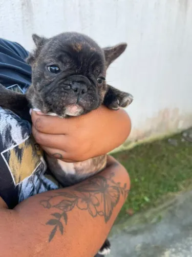 Vendo cachorro buldogues francês 