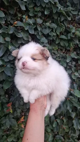 Machinho particolor lindo