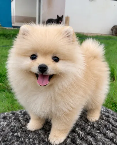 Spitz alemão micro macho 