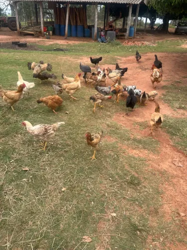 Vendo galinha caipira novas