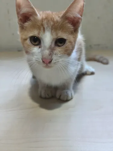 Gato para adoção 