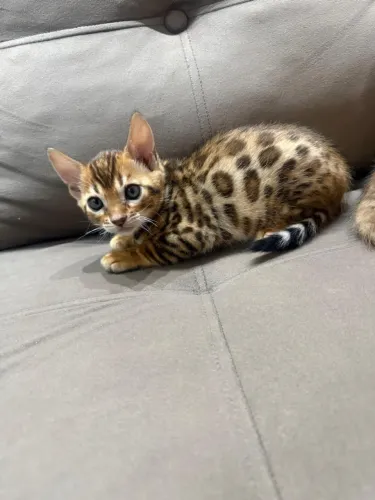 Bengal 
