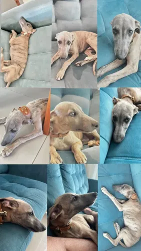 Whippet 