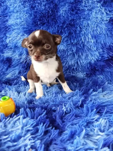 Chihuahua
