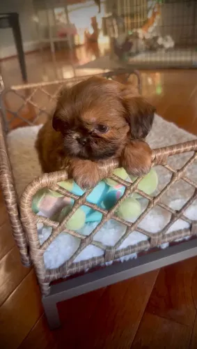 Shih tzu 