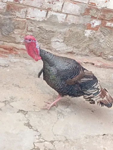 Peru Gordo