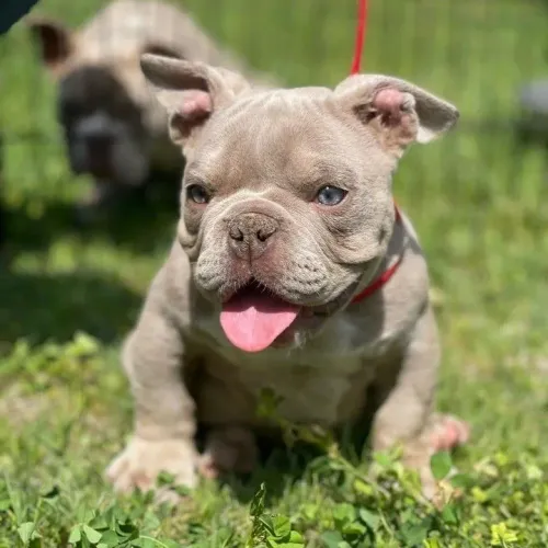 Filhotes De American Bully - Amor Aproxima Ainda Mais 