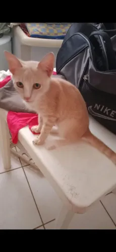 Doação de gatinho 