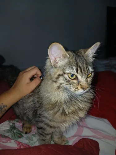 Doação gata filhote fêmea rajada