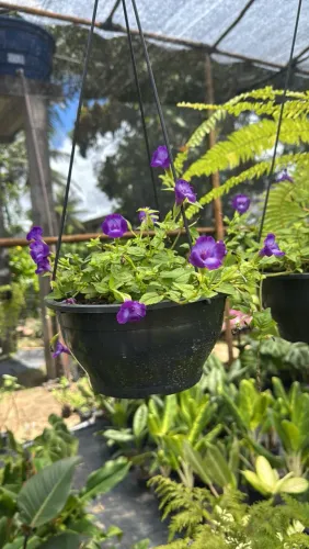 Torenia