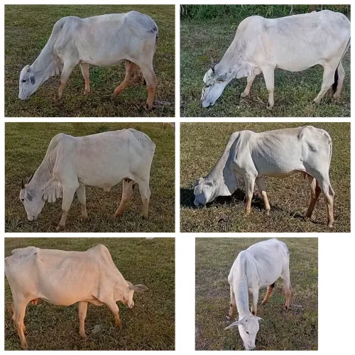 OPORTUNIDADE!!  6 Vacas Nelore EXTRAS! Todas 6 Paridas