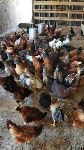 Vende se galinhas, frangas, frangos e galos.