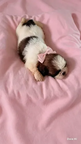 Amor de patinha