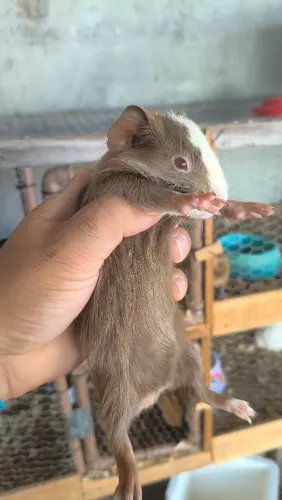 Porquinho da índia