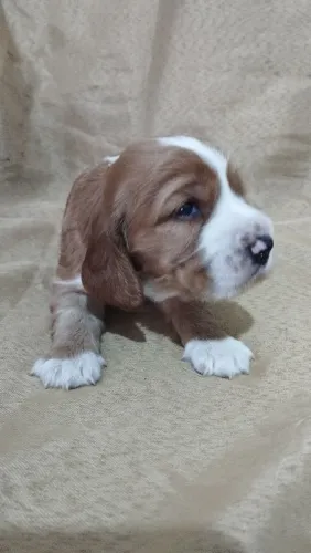 Cocker spaniel inglês 