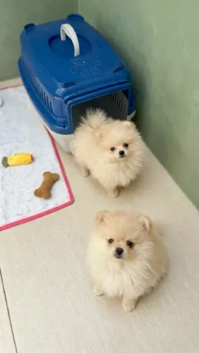 Spitz alemão Lulu da pomerania