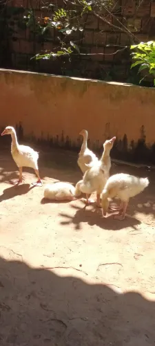 Gansos