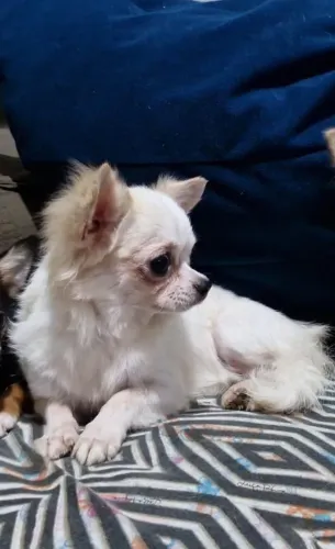 Chihuahua macho adulto 