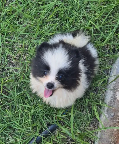 Spitz Alemão Anão/ Lulu da Pomerania