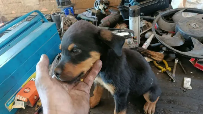rottweiler filhote
