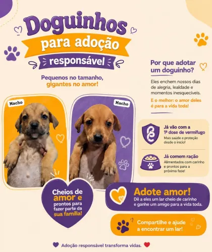 Adoção responsável de doguinhos lindos 