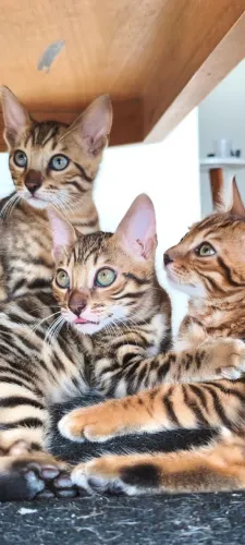 FILHOTE DE GATO BENGAL