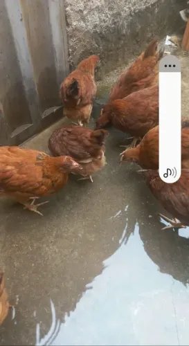 Franga embrapa 10 unidades