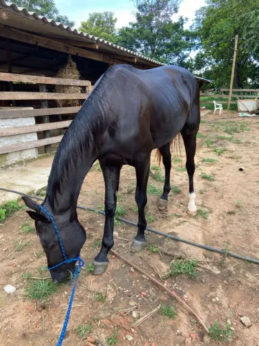 Vendo cavalo de vaquejada
