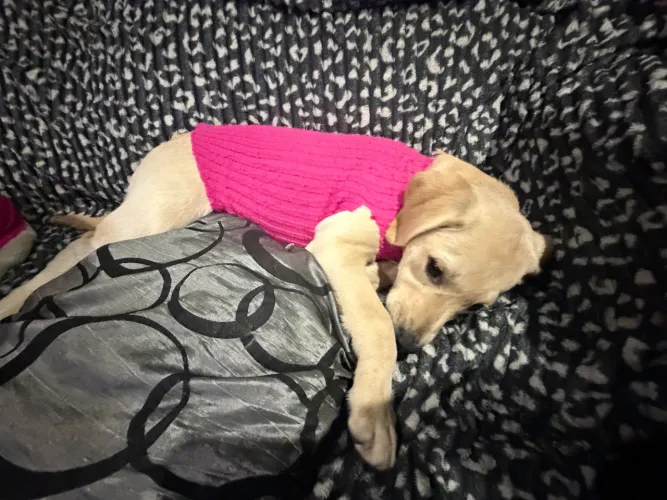 Cachorro 