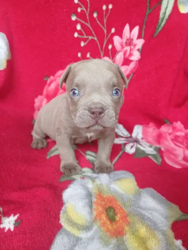 American bully