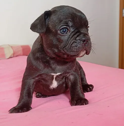 Filhotes de buldog frances