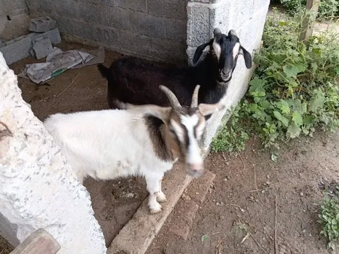 Vende-se casal de cabrito 