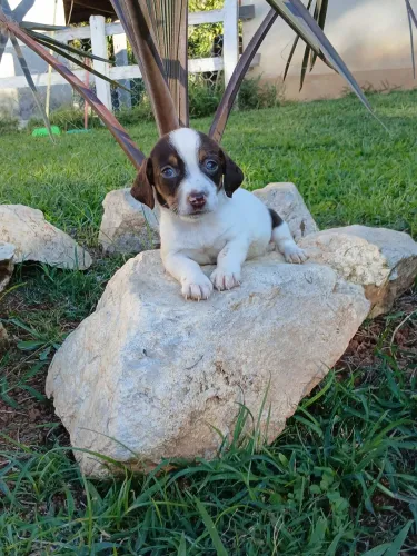 basset femea disponível